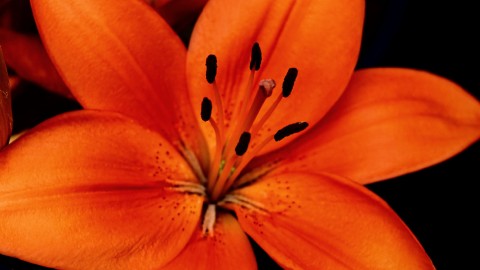 /thumbs/480&times;270&times;crop/entries/Nota-A186-Naranja-01.jpg