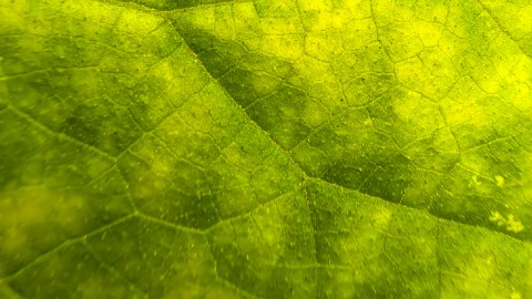 /thumbs/480&times;270&times;crop/entries/Nota-A186-Verde-01.jpg