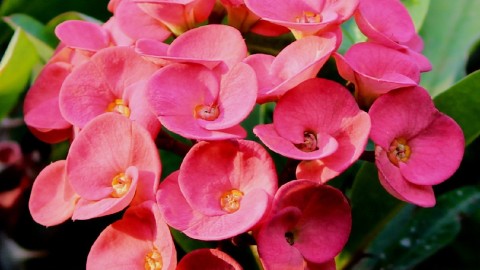 /thumbs/480&times;320/entries/Nota-A186-Rosa-01.jpg